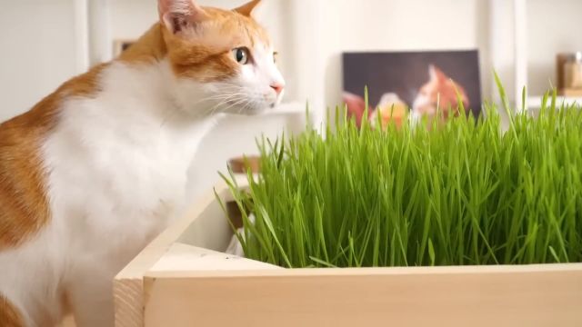 一分钟看完猫草种植全过程,可以实现猫草自由啦