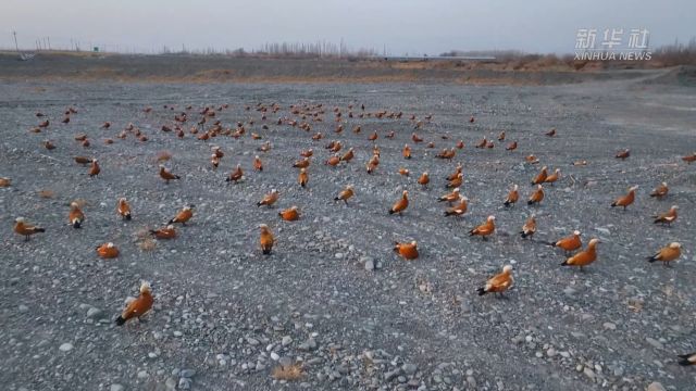 新疆轮台县:赤麻鸭“聚会”冬闲耕地