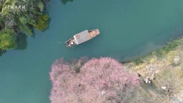 【万千气象看中国】浙江杭州梅花盛开:曲水寻梅,共赴“梅”好!