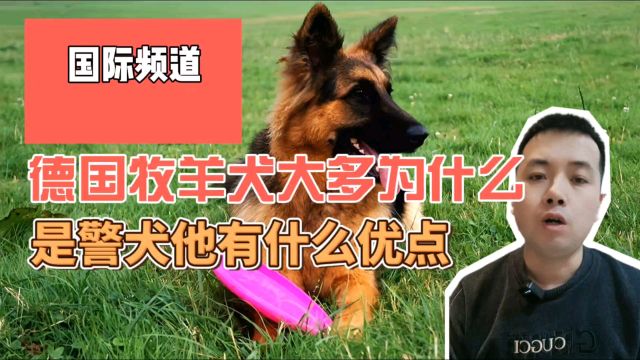 为什么警犬都是德国牧羊犬,它有什么优势,能得到人们的青睐