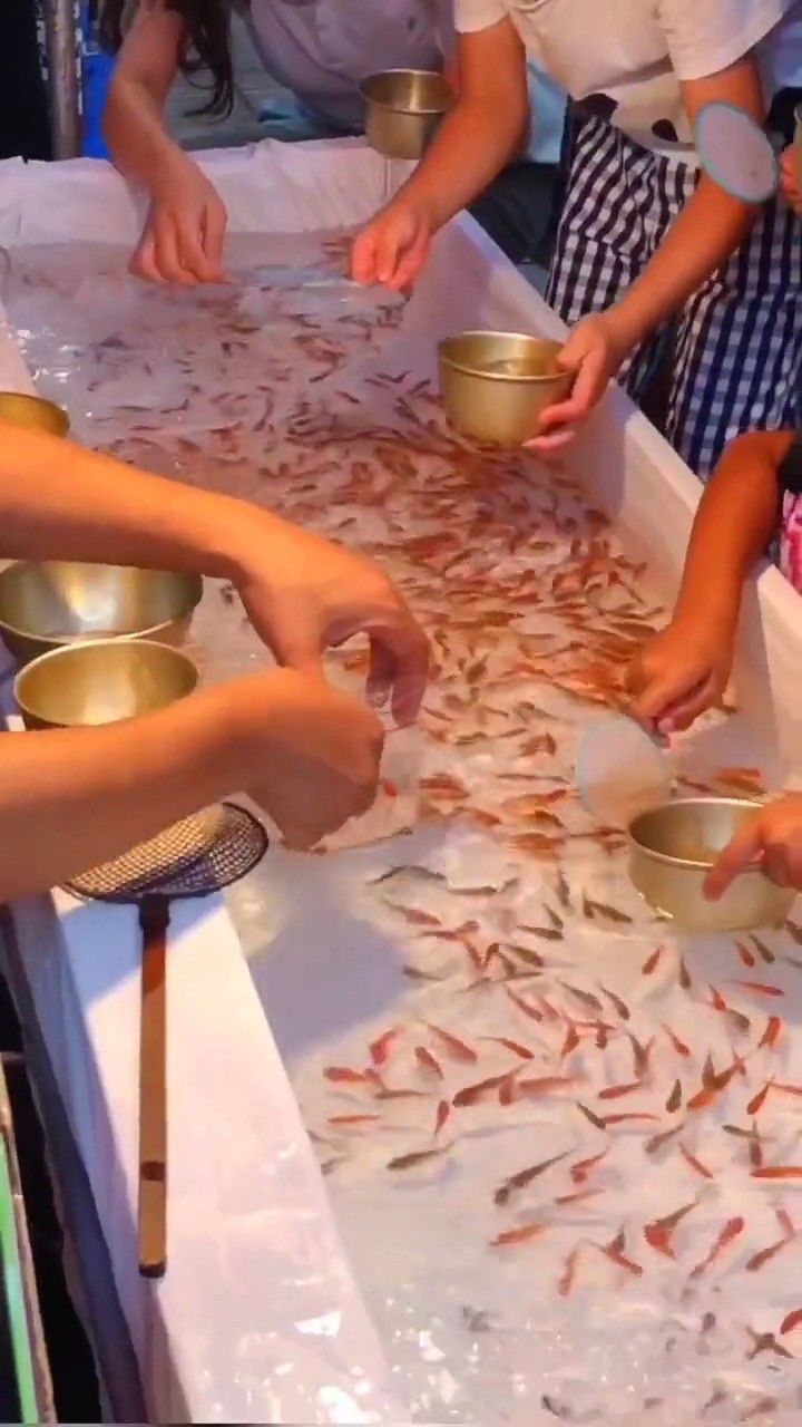 想和小新比赛捞金鱼吗?日本夏日祭经典项目纸网捞鱼