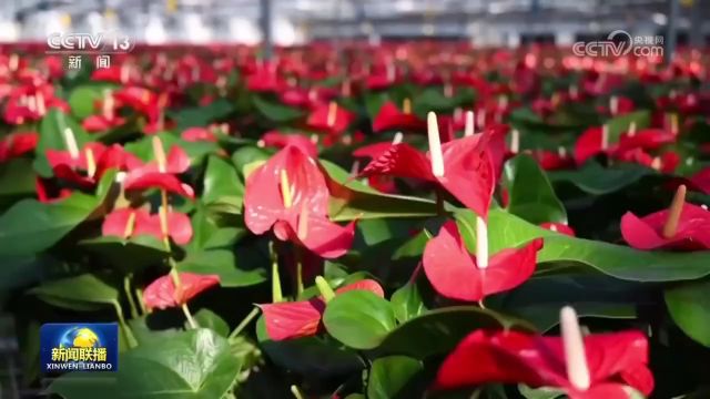 我国成世界最大花卉生产国 昆明“花经济”势头正旺