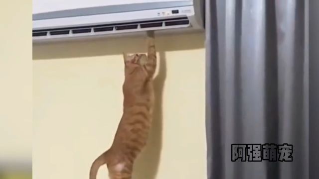 猫咪猫猫们不努力就会变成工具猫