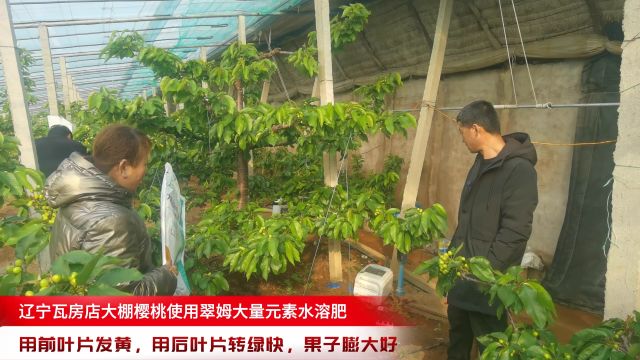 樱桃种植技术辽宁瓦房店大棚樱桃叶片发黄,用翠姆大量元素水溶肥效果,叶片转绿快