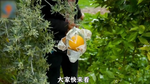 用塑料瓶就能自己做一个,简单实在简直不要太好用,很有创意的一个手工制作