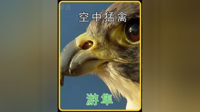 空中猛禽游隼,空中无敌的存在#游隼 #鸟类 #神奇动物