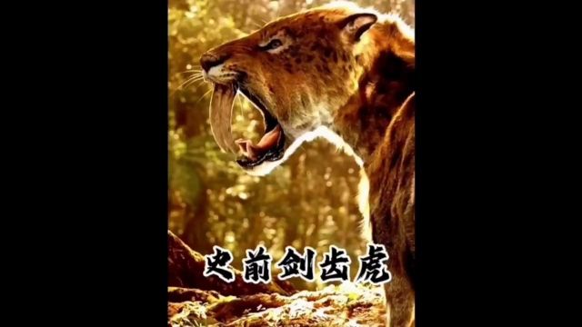 剑齿虎能捕猎体型比它大很多倍的猎物,它靠的什么?最后又是怎么灭绝的?