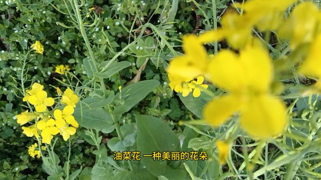 农村油菜花是怎样的