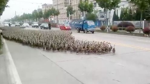 宠物解说:上万只鸭子排队过马路,队列整齐还会躲车,比人都守规矩,厉害
