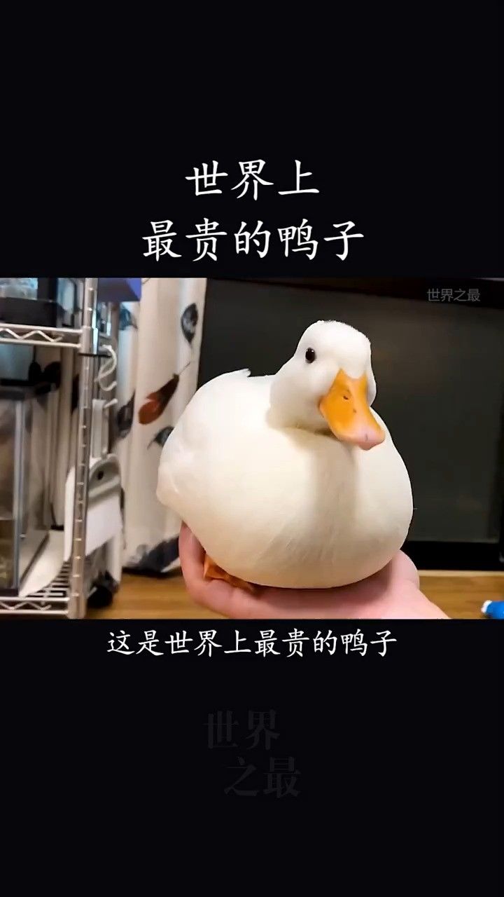 世界上最名贵的鸭子图片