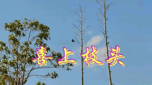 喜上枝头 再上眉头 更上心头