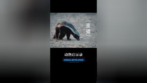 《动物启示录》看到的表象真的是真相吗?要通过表象看本质02