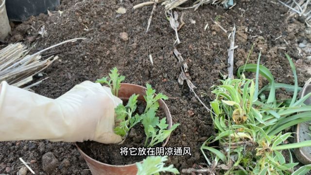 掌握3个技巧扦插繁殖菊花成活率高达90%,操作简单方法管用又省心