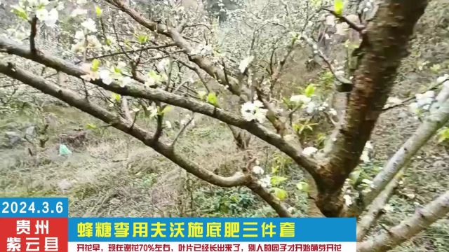 水溶肥厂家贵州紫云县蜂糖李用夫沃施底肥三件套,开花早,现在谢花70%左右,叶片已经长出来了,别人的园子才开始萌芽开花