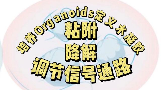 培养Organoids的定义水凝胶具有粘附、降解和调节信号转导作用