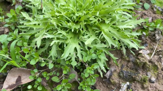 家庭种植苦菊菜开春做好3点管理技巧,长势快又好无虫害管理省心