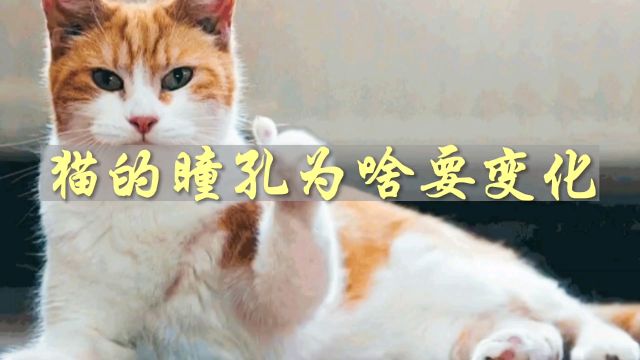 猫咪为什么会这样做?眼睛瞳孔变化的原因找到了!