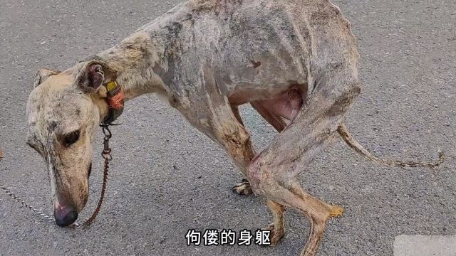 灵缇犬被主人虐待十年之久!即便受尽了磨难,也没有选择离开