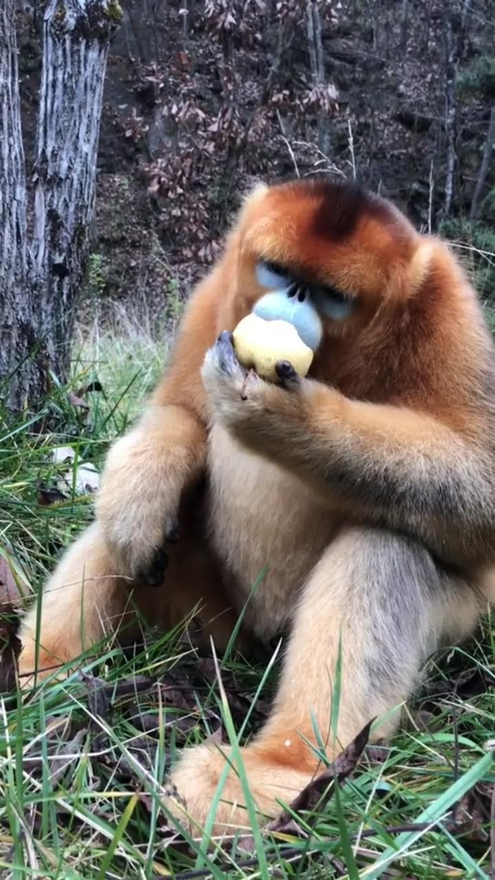 偶遇一只落单的野生金丝猴