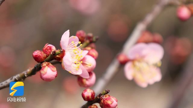 临沂费县:梅花盛开把春报