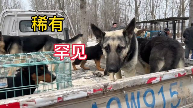 河北狗市偶遇罕见东欧牧羊犬,毫不废话帮大哥直接拿下,太稀有了