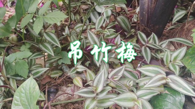 中草药——吊竹梅