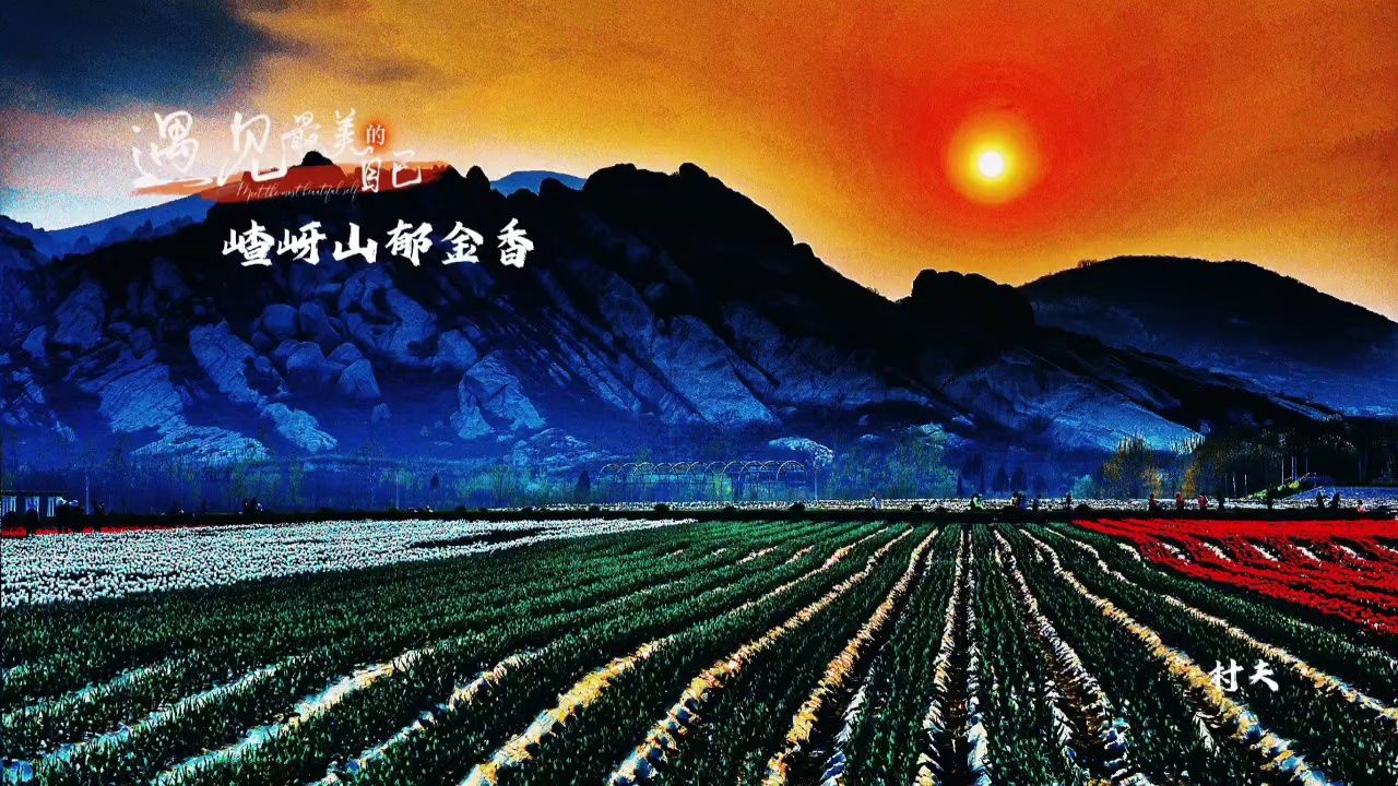 遇见最美的自己——嵖岈山郁金香