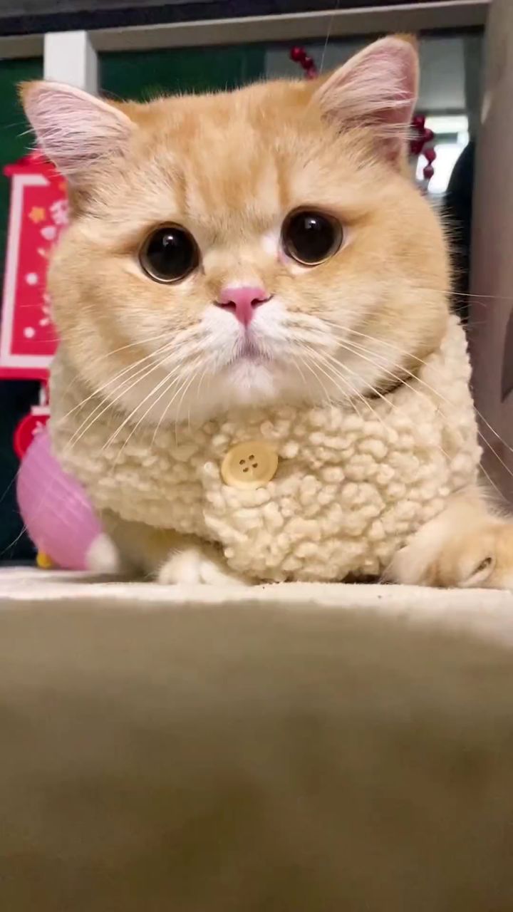 小猫咪能有多重感情…06