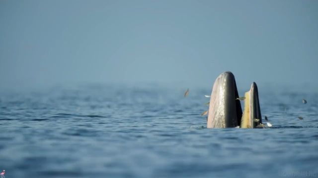 海洋保护区 鱼类天堂