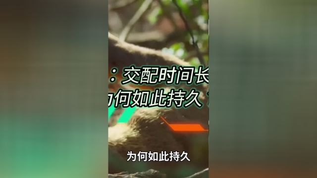 马岛缟狸:交配时间长达八小时,为何如此持久?1马岛缟狸