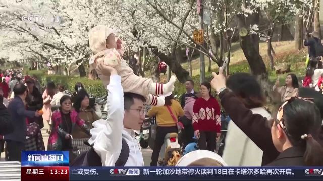 千余株樱花陆续绽放 走!去武汉大学赏樱花去→