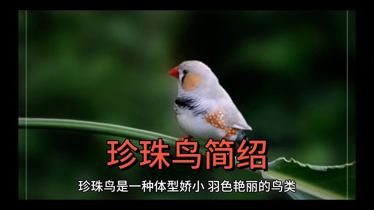 "你好天津"《珍珠鸟简绍》