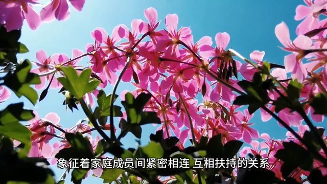 紫荆花花语是什么