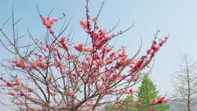 近日,异龙湖畔的神黄豆花正在悄悄绽放,预计3月底将全部盛开,迎来最佳赏花期.记者:陈思佳 杨灿