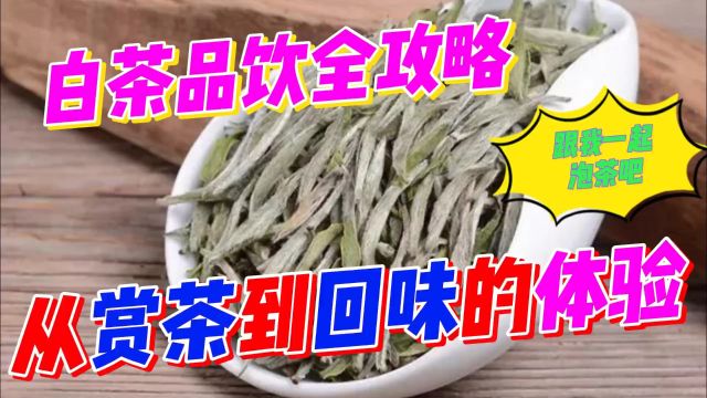 白茶品饮全攻略:从赏茶到回味的完美体验