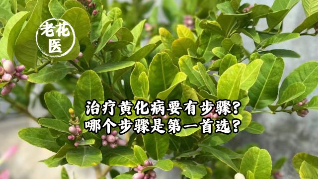 治疗黄化病要有步骤?哪个步骤是第一首选?