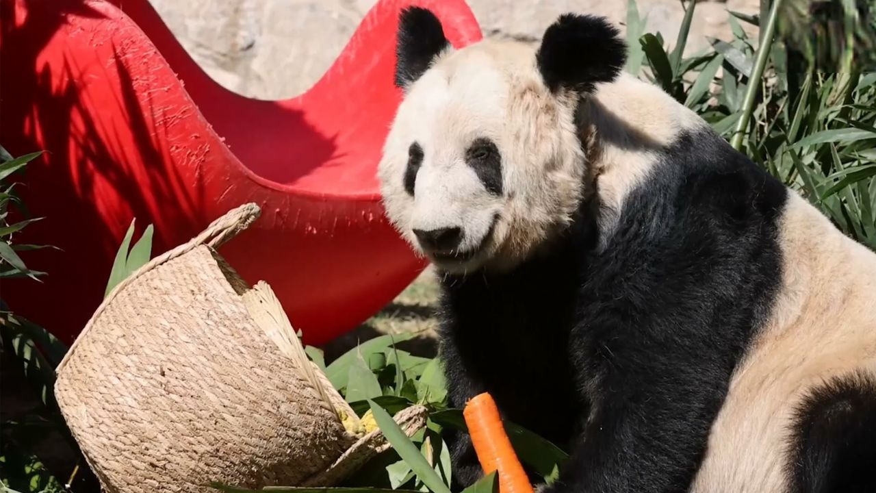 大熊猫丫丫的肚肚都吃拖地了!从筐筐里刨宝藏刨的热火朝天