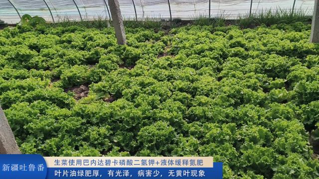 生菜种植新疆生菜使用巴内达碧卡磷酸二氢钾+液体缓释氮肥,叶片油绿肥厚,有光泽,病害少,无黄叶现象