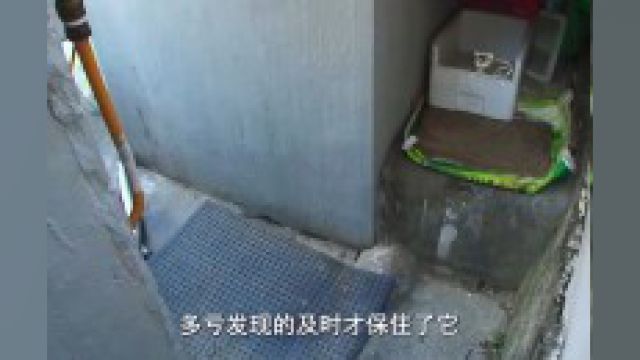 猫咪每晚都出现梦游行为,甚至咬伤主人,难道猫也会做梦? #猫 #宠物