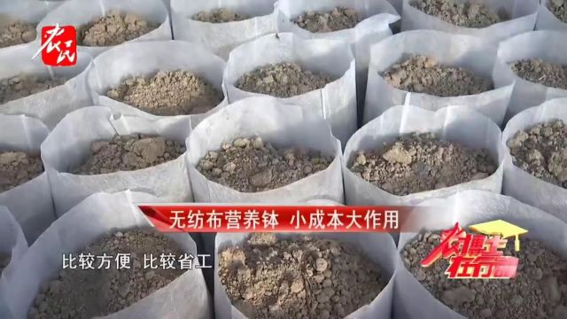 科技助农 | 无纺布营养钵 小成本大作用