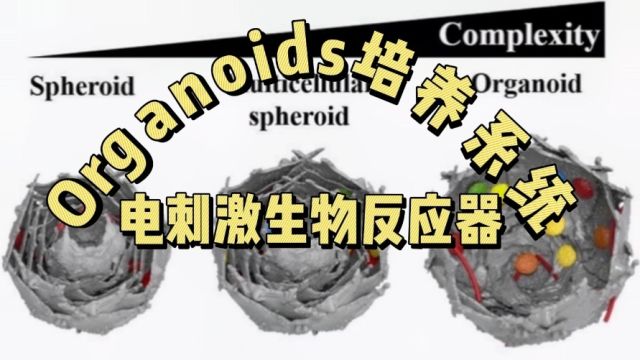 [知识泥土]Organoids培养系统,电刺激生物反应器