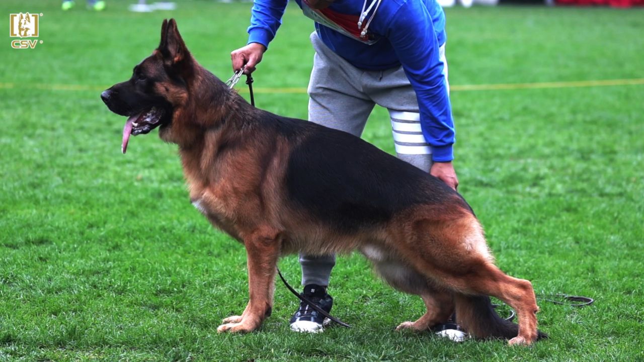 2023年秋季·csv德国牧羊犬中国优胜繁殖展成年公犬组va5犬只讲评