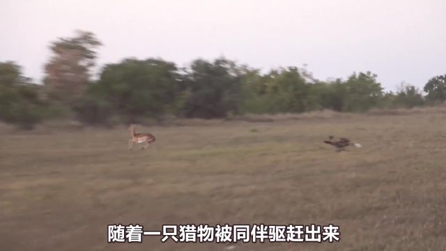 水羚为了躲避野狗跳入水中,不料遭遇河马袭击