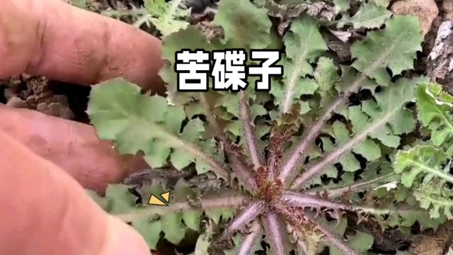 “救命菜”:苦碟子的故事