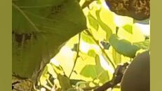 凭什么新西兰的猕猴桃更贵？因为它叫奇异果！#猕猴桃#奇异果 3
