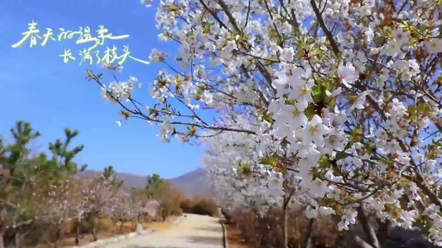 泰安道朗镇茶溪谷:樱花烂漫春光暖