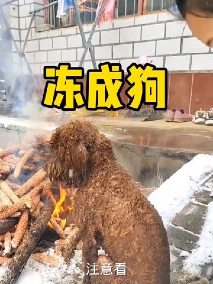 狗狗的迷惑行为 #搞笑动物 #烤火取暖