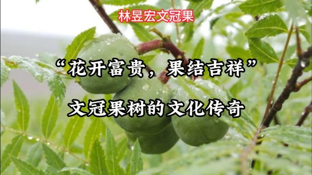 “花开富贵,果结吉祥”:文冠果树的文化传奇