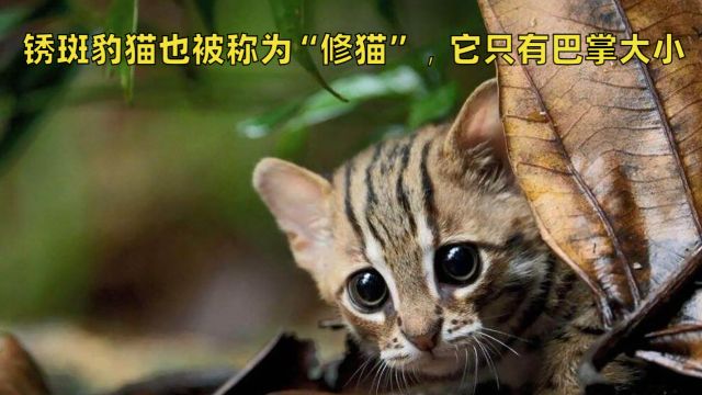 锈斑豹猫也被称为“修猫”,它只有巴掌大小