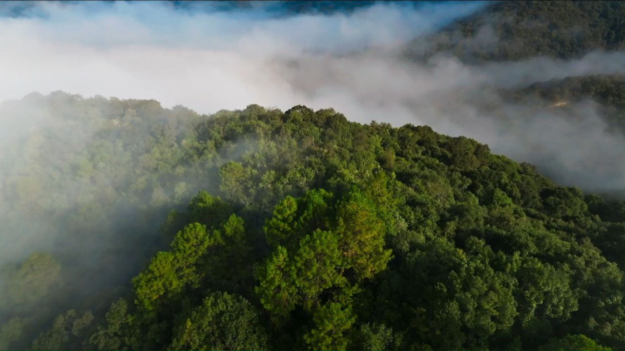 绿了茶山 醉了人间——景迈山